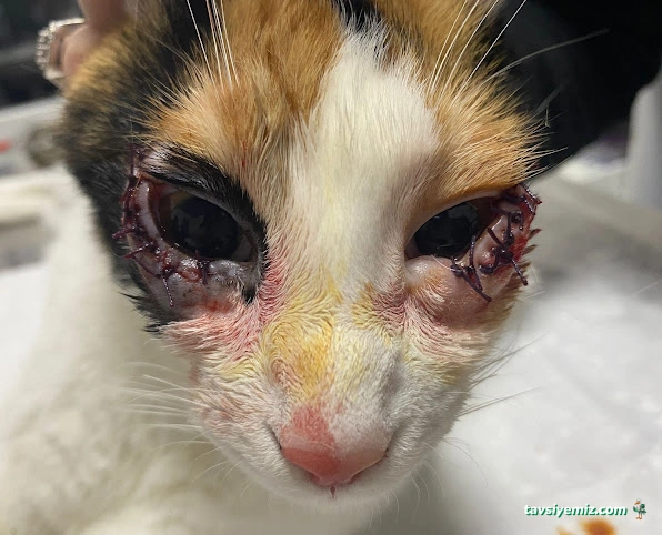 Batıkent Life Veteriner Kliniği-Batıkent Veteriner-Batıkentte Veteriner-Yenimahalle Veteriner