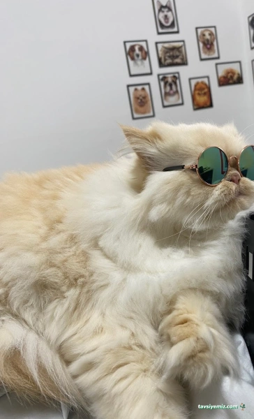 Batıkent Life Veteriner Kliniği-Batıkent Veteriner-Batıkentte Veteriner-Yenimahalle Veteriner