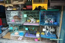 Bayburt Akvaryum Petshop