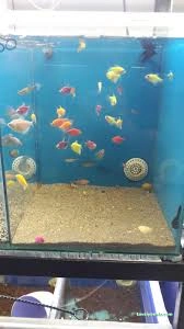 Bayburt Akvaryum Petshop