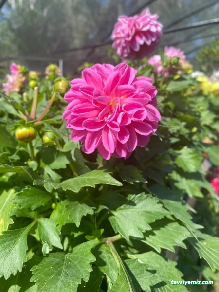 Bayburt Bahçe Botanik