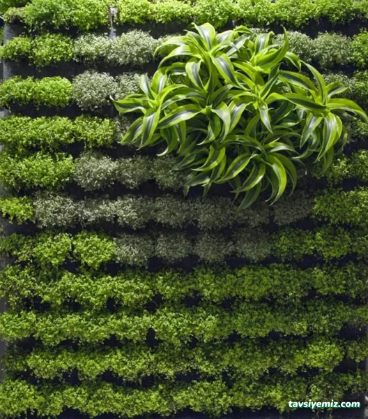 Bayburt Bahçe Botanik