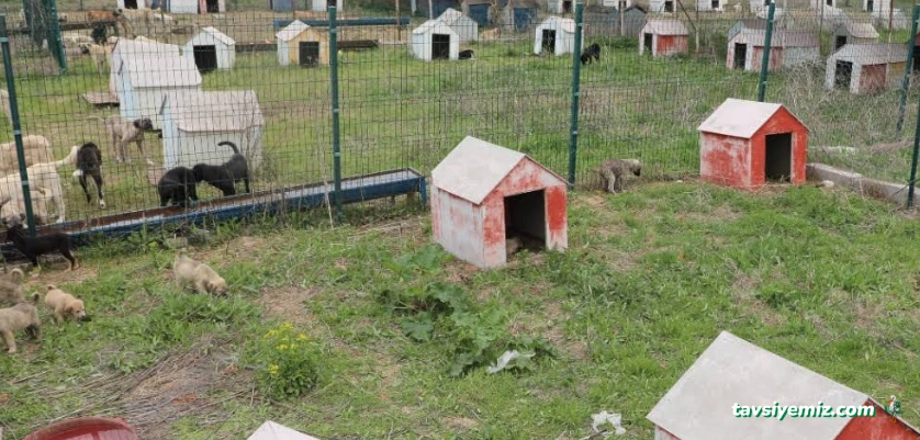 Belediye Hayvan Barınağı Yozgat