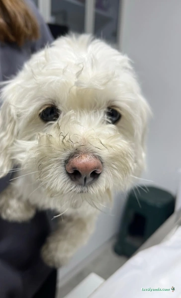 Belek Petopya Veteriner Kliniği