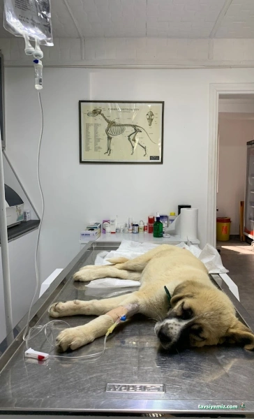 Belek Petopya Veteriner Kliniği