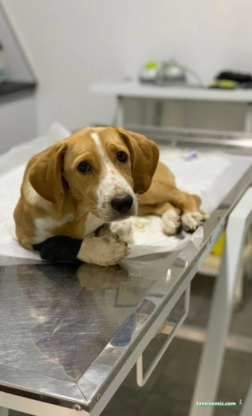 Belek Petopya Veteriner Kliniği