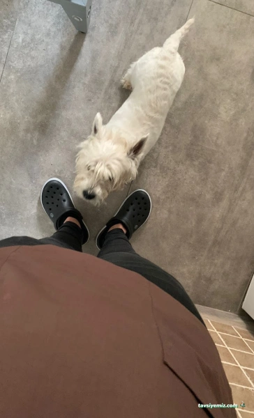 Belek Petopya Veteriner Kliniği