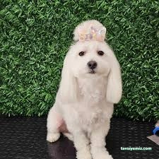 Bella Pet Kuaför Pet Market