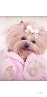 Bella Pet Kuaför Pet Market