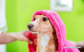 Bella Pet Kuaför Pet Market