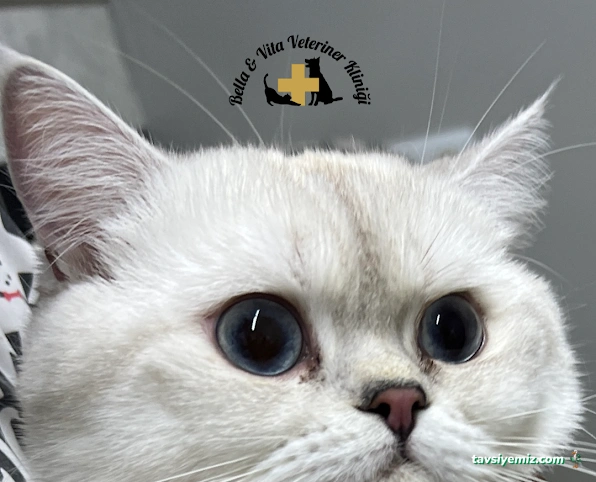 Bella & Vita Veteriner Kliniği