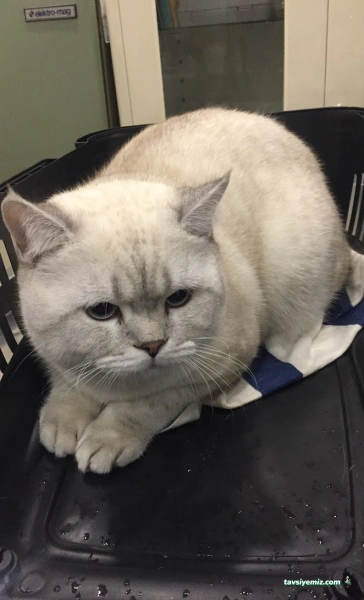 Beşiktaş Veteriner Kliniği