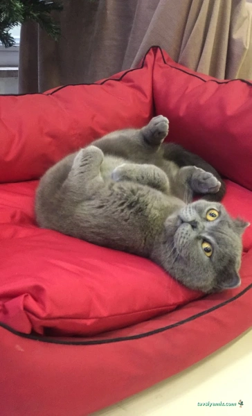 Beşiktaş Veteriner Kliniği