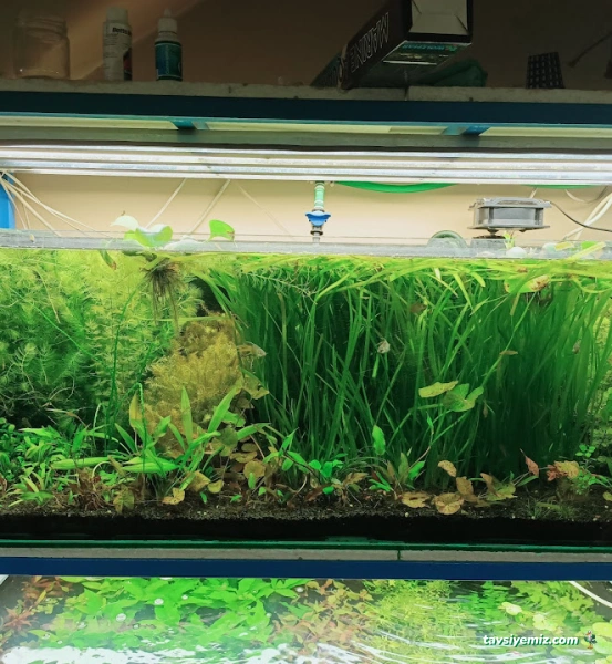 Betta Marketim Petshop