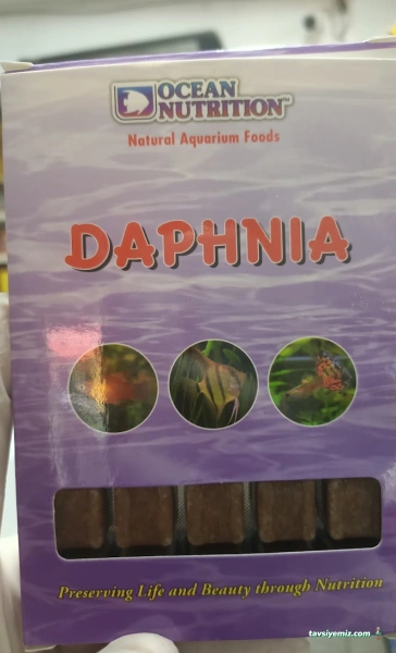 Betta Marketim Petshop