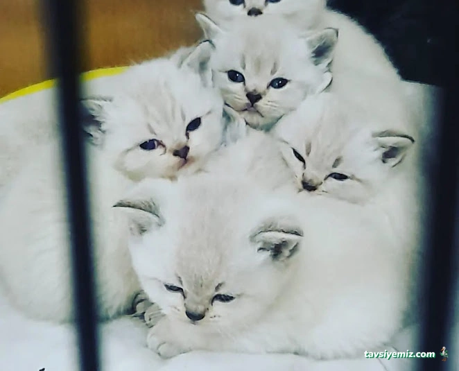 Betta Marketim Petshop