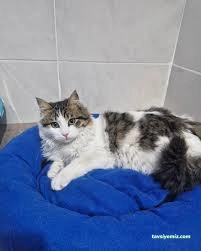 Bettmy Kedi Oteli Ve Pet Kuaför