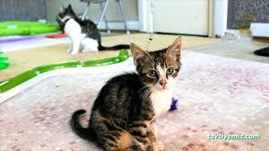 Bettmy Kedi Oteli Ve Pet Kuaför