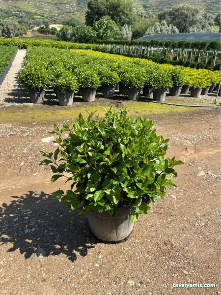 Bilecik Peyzaj Fidan Üretim Pazarlama