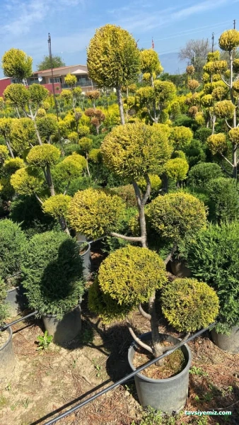 Bilecik Peyzaj Fidan Üretim Pazarlama