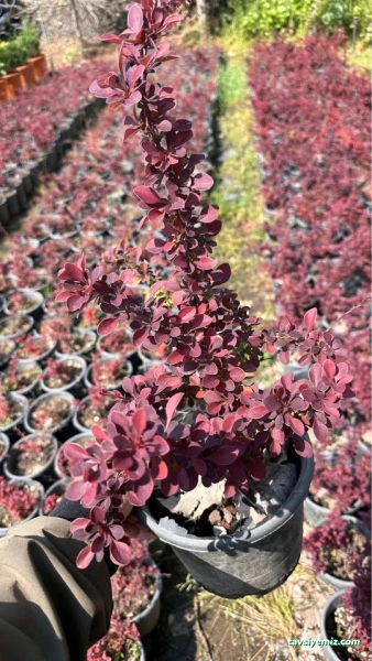 Bilecik Peyzaj Fidan Üretim Pazarlama