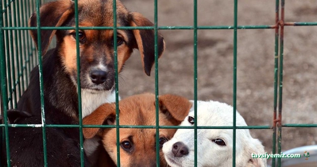 Bingöl Belediyesi Veteriner İşleri