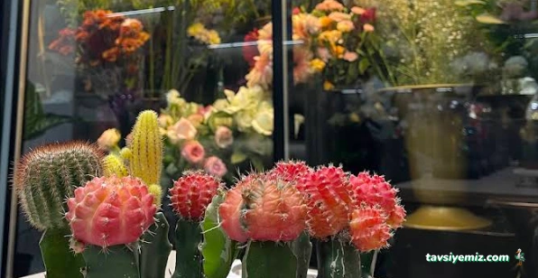 Bitlis Damla Çiçekçilik & Organizasyon