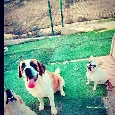 Bize Bırak Kedi Oteli