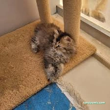 Bize Bırak Kedi Oteli