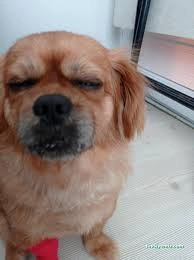 Bizim Veteriner Polikliniği