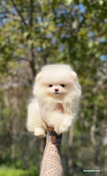 Black’s Petshop Uydukent