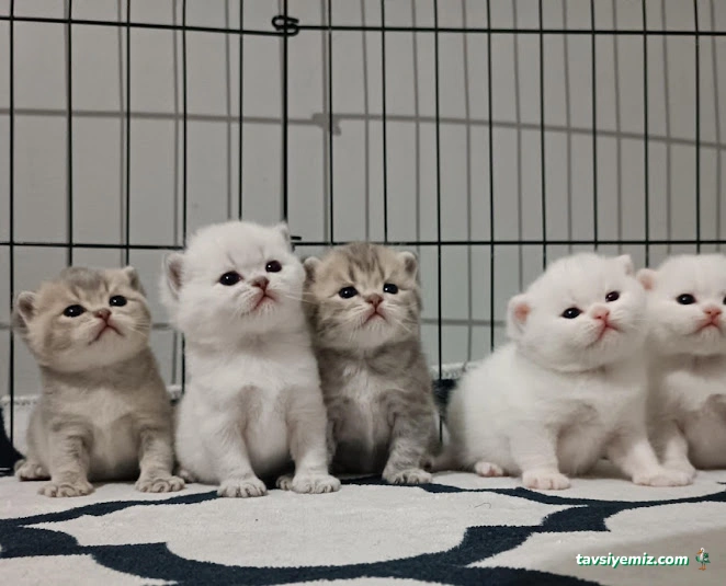 Black’s Petshop Uydukent