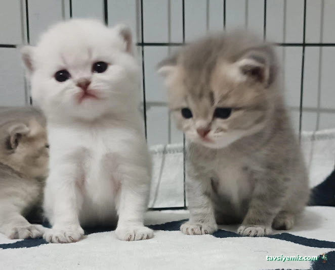 Black’s Petshop Uydukent