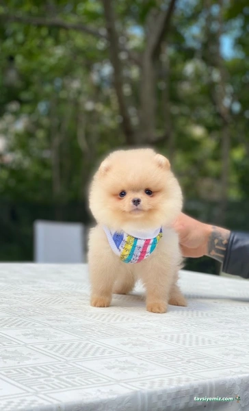 Black’s Petshop Uydukent