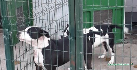 Bolu Belediyesi Sahipsiz Hayvan Bakım