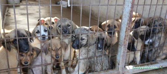 Bolu Belediyesi Sahipsiz Hayvan Bakım
