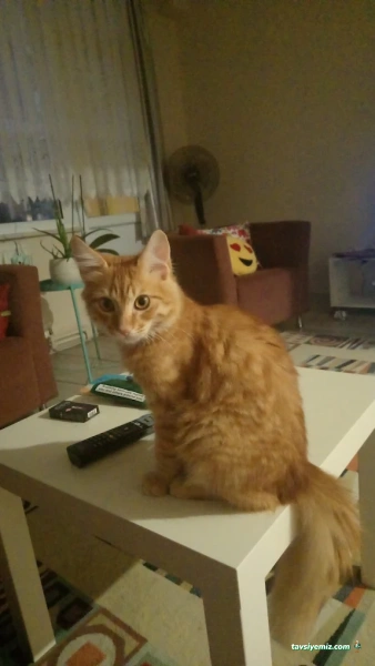 Boncuk Veteriner Kliniği