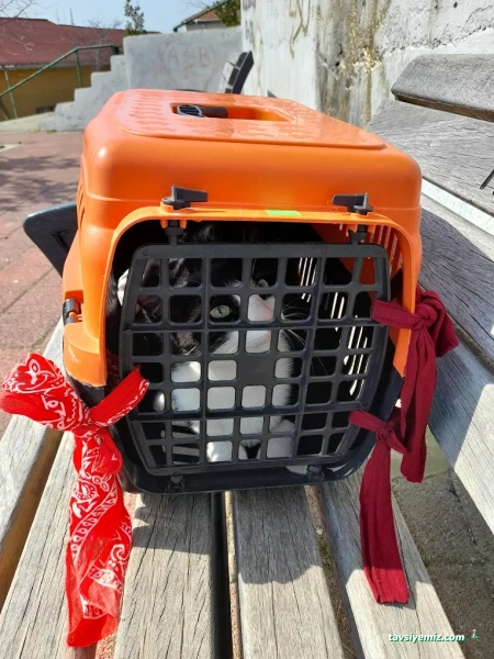 Boncuk Veteriner Kliniği