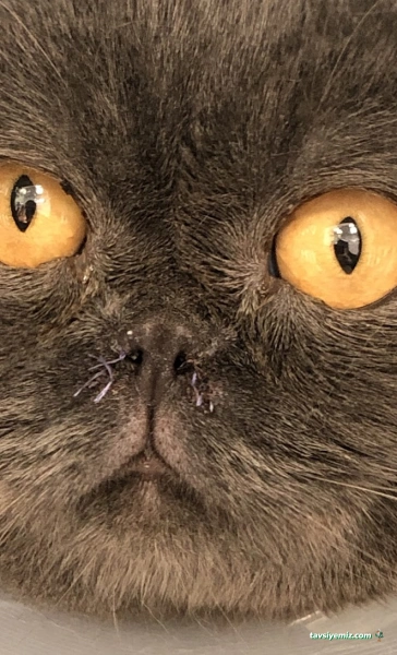 Bornova Doğa Veteriner Polikliniği