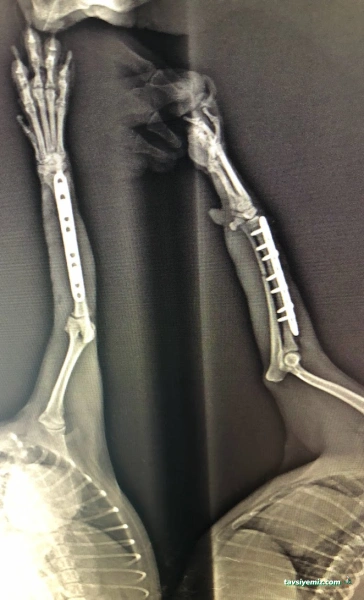 Bornova Doğa Veteriner Polikliniği