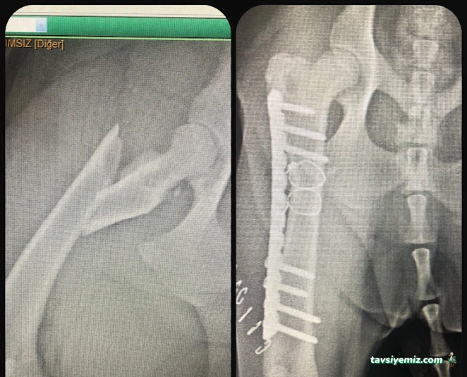 Bornova Doğa Veteriner Polikliniği