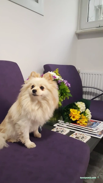 Bostancı Veteriner Muayenehanesi / Kliniği