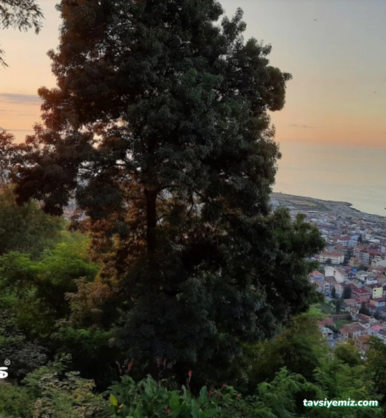 Boztepe Çay Bahçesi