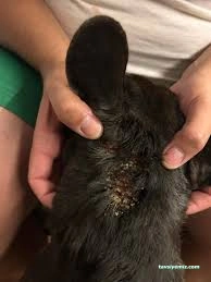 Bulvar Veteriner Kliniği