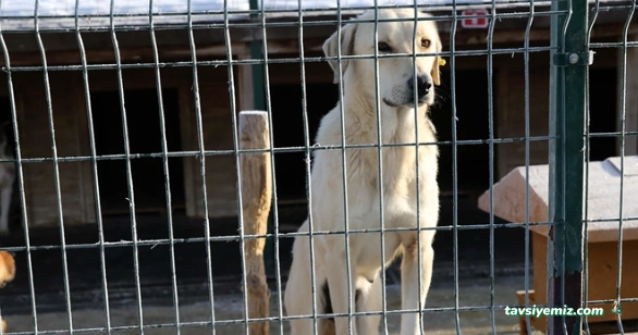 Burdur Belediyesi Barınak