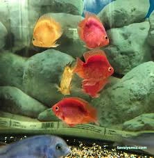 Bursa Cihan Akvaryum & Petshop