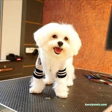 Bursa Jessie Pet Kuaför