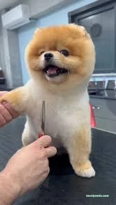 Bursa Jessie Pet Kuaför