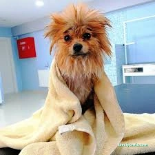 Bursa Jessie Pet Kuaför