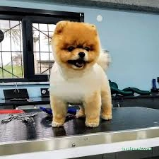 Bursa Jessie Pet Kuaför